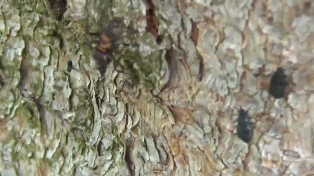 Medovnica - Cinara curvipes - Medovnice křivonohá, Mravec hôrny - Formica rufa - Mravenec lesní смотреть онлайн