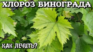 ХЛОРОЗ ВИНОГРАДА. Как лечить?