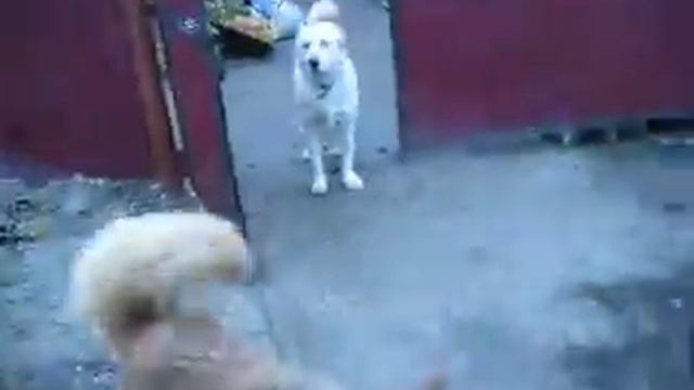 Кушугумский приют "Добрые ручки" Подстилки для спинальников. смотреть онлайн