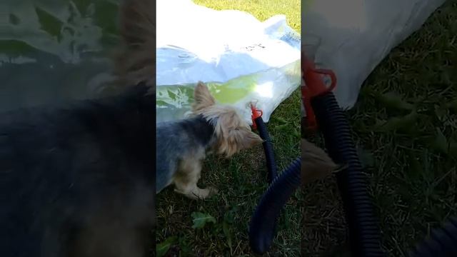 Тоша надувает бассейн смотреть онлайн