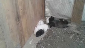 С чего начать разводить кроликов!!!!