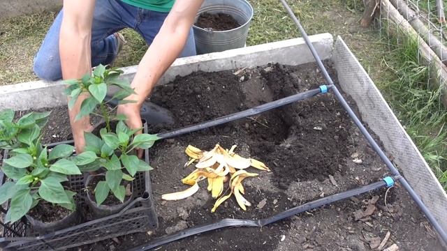 ПЕРЕЦ ВЫСАЖИВАЮ ТОЛЬКО ТАК! / ВЫСАДКА РАССАДЫ ПЕРЦА В ТЁПЛУЮ ГРЯДКУ
