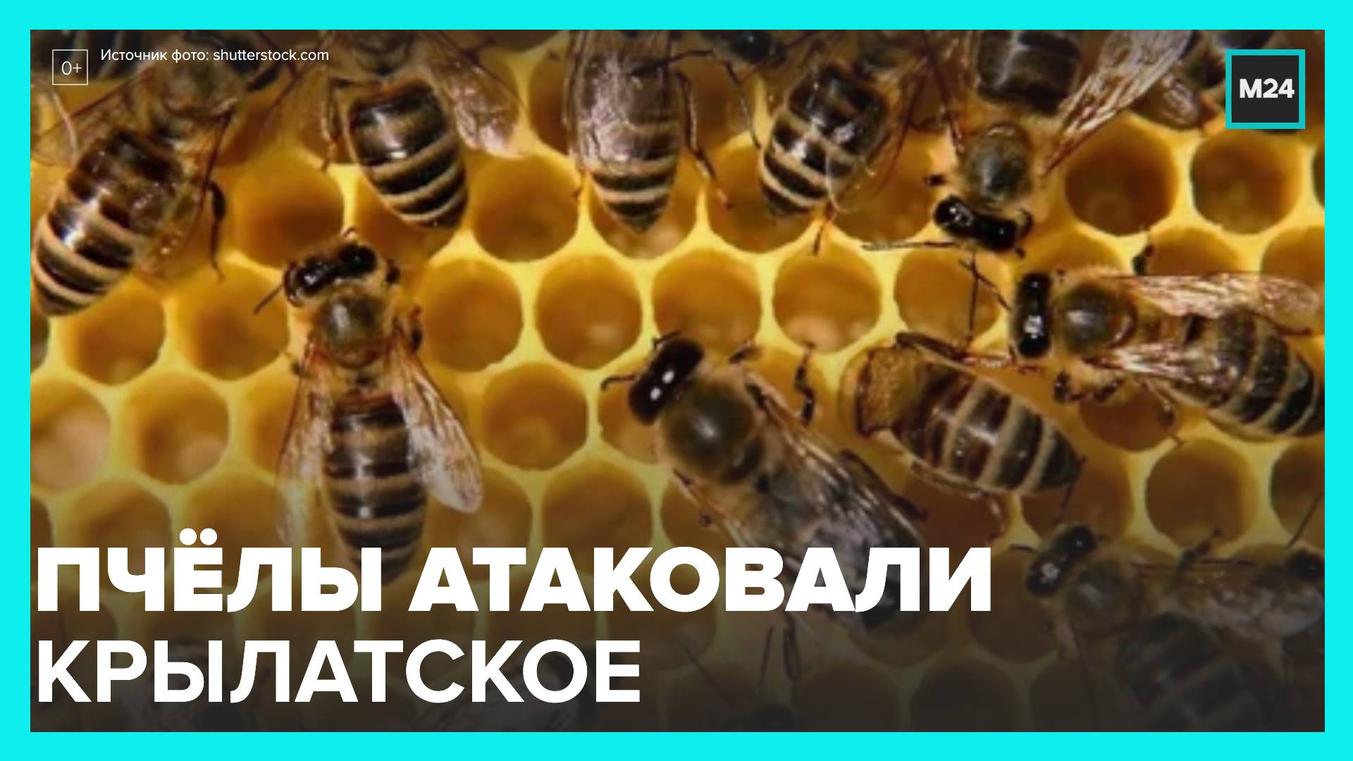 Пчел кировская. Где дом пчел. Пчелы в городе. Пчелы поселились в доме. Пчелы поселились в шине.