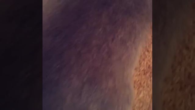 Удобненько, как спят кошки) смотреть онлайн