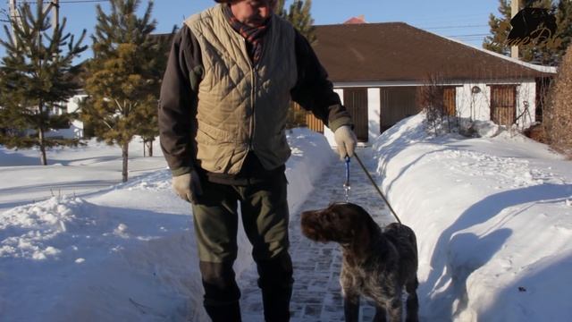 Урок 4 (ШАГ 1)Подготовка легавой к полевой работе Команда СТОЙ смотреть онлайн