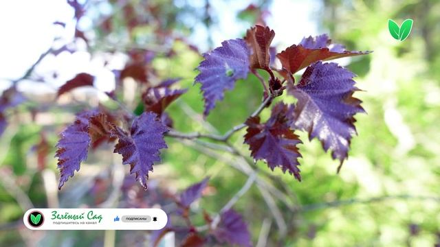 Береза пурпурная краснолистная, ориг Betula pendula «Purpurea» Зелёный Сад