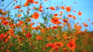 Звуки и атмосфера деревни