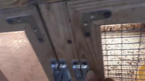 Выращиваем цыплят от 0 до несушки.