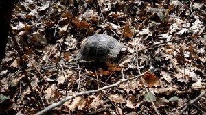 Где зимуют черепахи / Where winter turtles