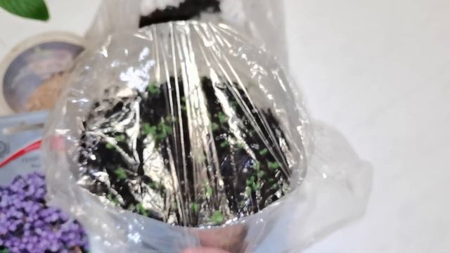 Всходы Гелиотропа - шокирующий результат. Не знаю куда теперь девать! смотреть онлайн