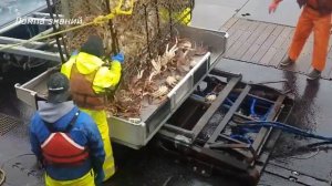 Первое российское судно-краболов «Вайгач»