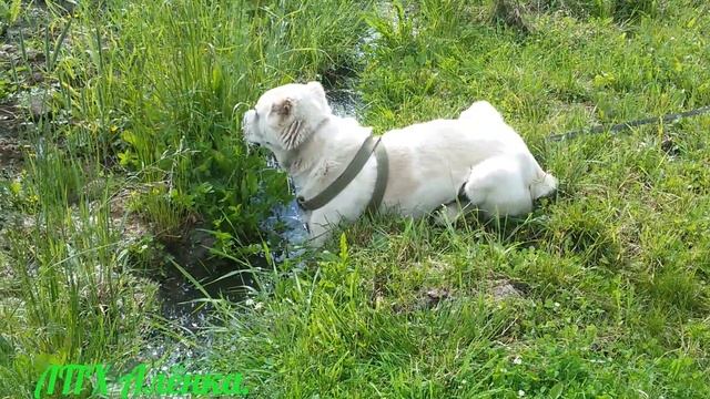 САО. Алабаи. Тарзан. В гостях искупался в бактериях из септика. Что с ним будет? 04.07.17. смотреть онлайн