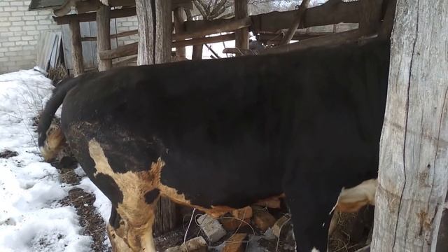 Корова покрыта Быки на прогулке смотреть онлайн