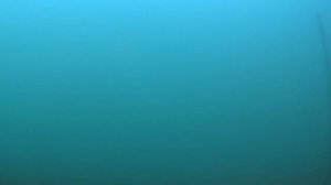 Толстолоб под водой, кормёжка лобатого, толстолобик, подводная съёмка.