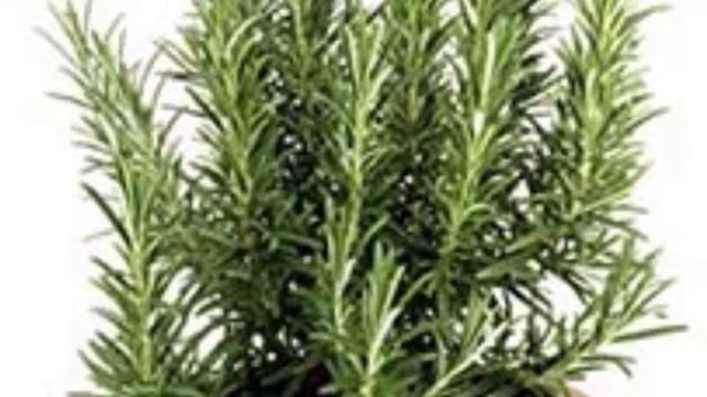 Мой розмарин смотреть онлайн