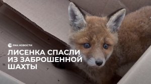 Лисенка спасли из заброшенной шахты