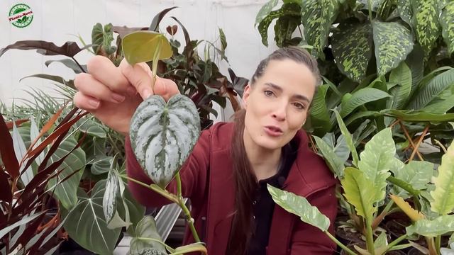 NOWOROCZNA NOWODOSTAWA! Ph Lupinum Splendid Florida Bronze i sporo perełek w niskich cenach!