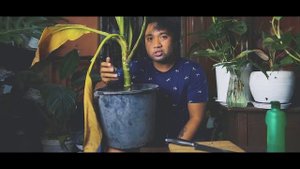 Propagating Variegated Dieffenbachia Big Ben