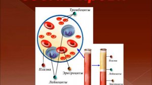 БИОЛОГИЯ О ПЕРЕМЕЩЕНИИ ВЕЩЕСТВ У ЖИВОТНЫХ