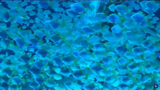 RELAX. Упражнение Ручей. Для обретения внутренней устойчивости и спокойствия/Подобру-поздорову смотреть онлайн