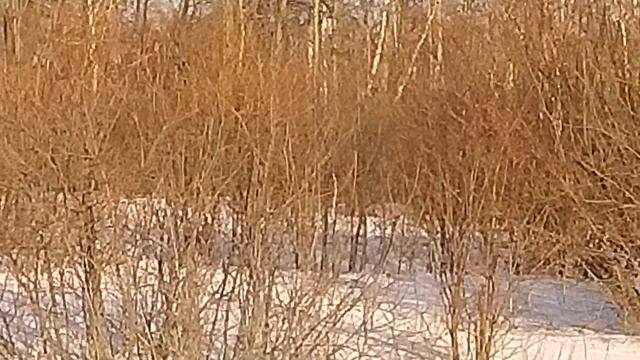 VLOG 2.02.23г. Прогулка по зимнему лесу на лыжах. Увидели много разных следов. Огромная сова. смотреть онлайн