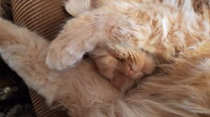 Спящий лунный рыжий кот🙀🙀🙀
