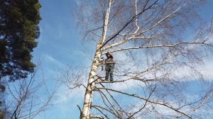 STIHL MS 151 TC (2.6 kg)