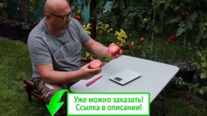 Томат бычье сердце урожайность