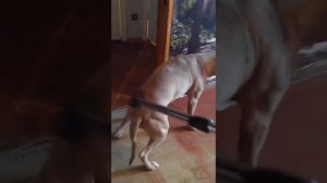 Питбуль. Как победить питбуля