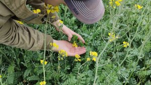 Вика рапс совместно.