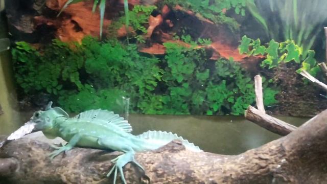 Кормление Василиска @user-xz3fi7rb6g смотреть онлайн