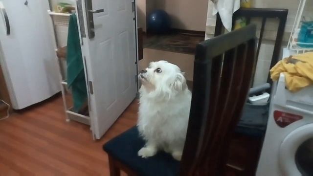 Нигерия. Сын готовит банана панкейк. смотреть онлайн