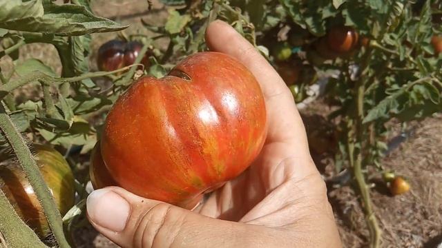 Модные семена томатов 2021. смотреть онлайн