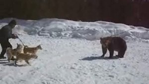 щенки западносибирской лайки