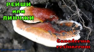 Ганодерма смолистая тоже РЕЙШИ | Ganoderma resinaceum