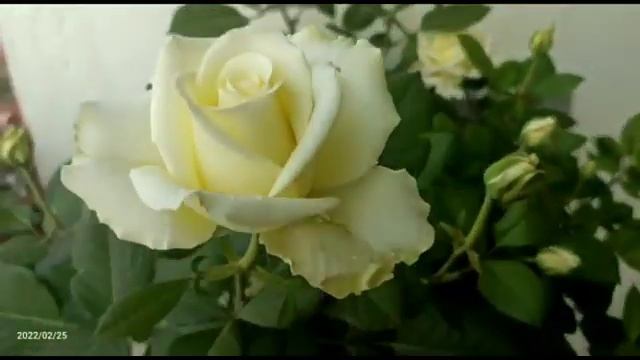 Your Flower Garden Tineke Rose Adenium Obesum