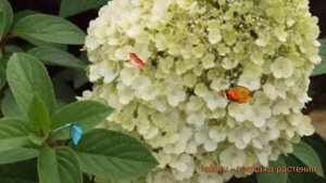 Гортензия метельчатая Бобо (hydrangea paniculata bobo) ? обзор: как сажать, саженцы гортензии Бобо