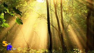 Есенин РАЗБУДИ МЕНЯ ЗАВТРА РАНО