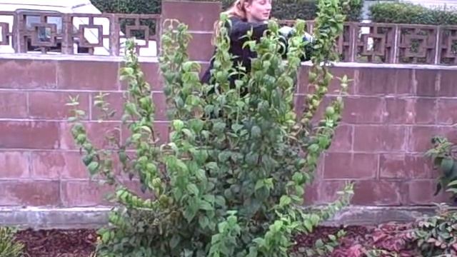 How To Prune or Pinch Mock Orange or Philadelphus shrub смотреть онлайн