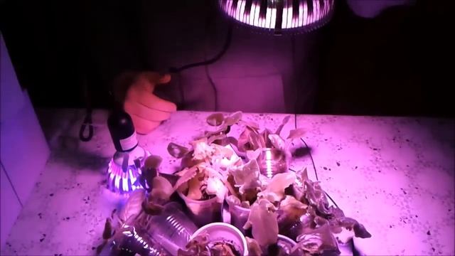 Фитолампы от Минифермера Экшн камера смотреть онлайн