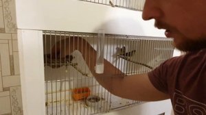 Разведение канареек,проверяем плодовитость яиц.