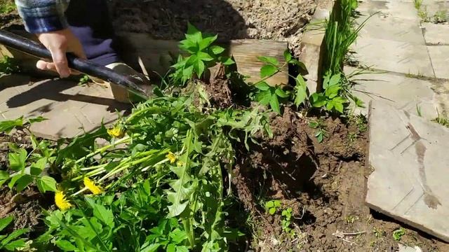 Почему сложно бороться с одуванчиками смотреть онлайн