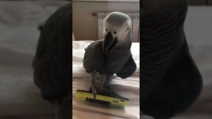 Говорящий попугай жако Моняшка-разбирает телефон