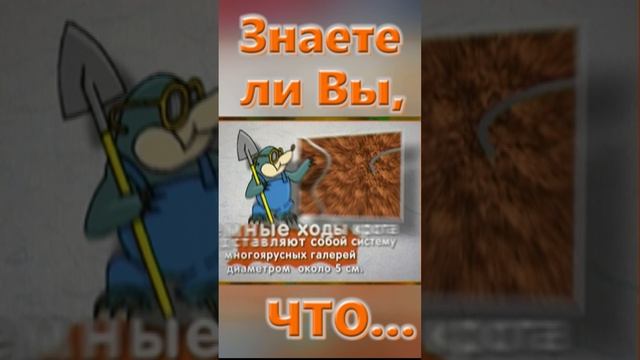 Знаете ли вы, Что? Крот