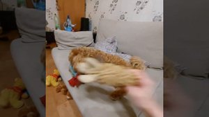 Свитер для мальтипу Никки