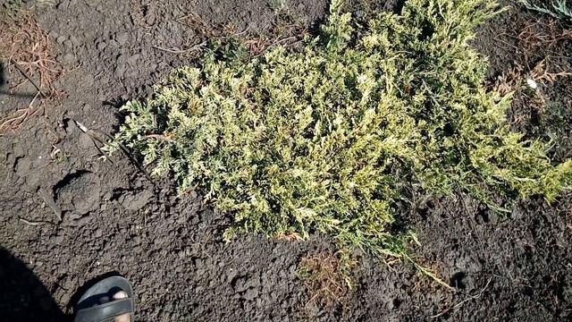 Можжевельник горизонтальный Голден Карпет | Plante.md смотреть онлайн