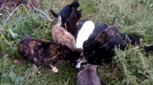 Завтрак в деревне.