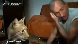 Красивая #домашняя рысь!