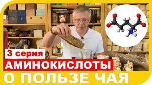 О ПОЛЬЗЕ ЧАЯ. 3 СЕРИЯ - БЕЛКИ И АМИНОКИСЛОТЫ