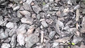 Кора сосны спустя 4 месяца на участке